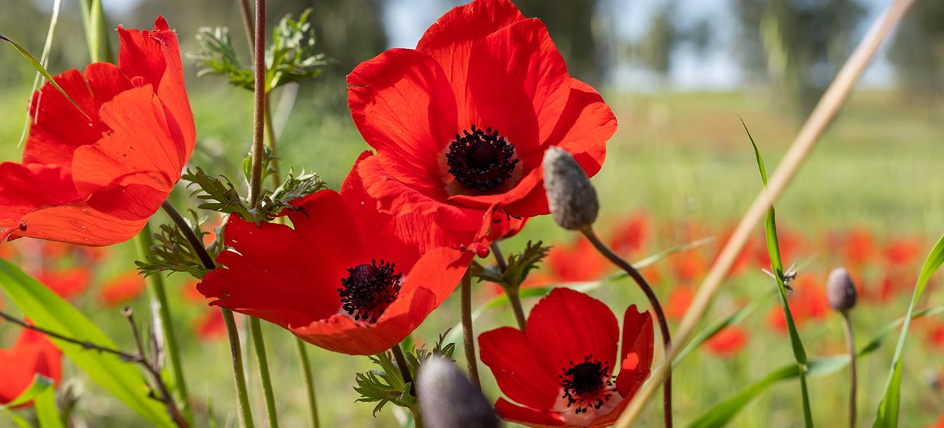 מפת הכלניות החדשה של ישראל