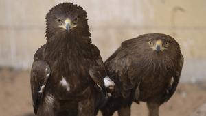 הגן הזואולוגי  - אוניברסיטת תל אביב