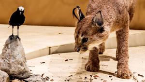 התנהגות בעלי חיים - כנס לכבודו של פרופסור אילן גולני בהגיעו לגבורות