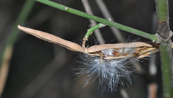 סיור מודרך בגנים הבוטניים של אוניברסיטת תל-אביב