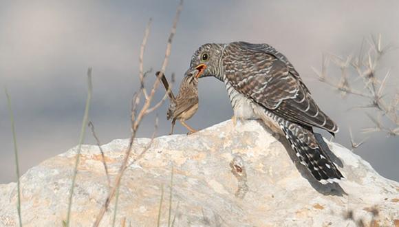 גוזל קוקייה ומדברון (צילום: יגל ימין) גוזל קוקייה ומדברון (צילום: יגל ימין)