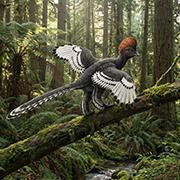 הדמיה של אנכיאורניס הדמיה של אנכיאורניס